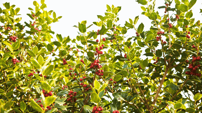Guide om Berberine - allt du behöver veta